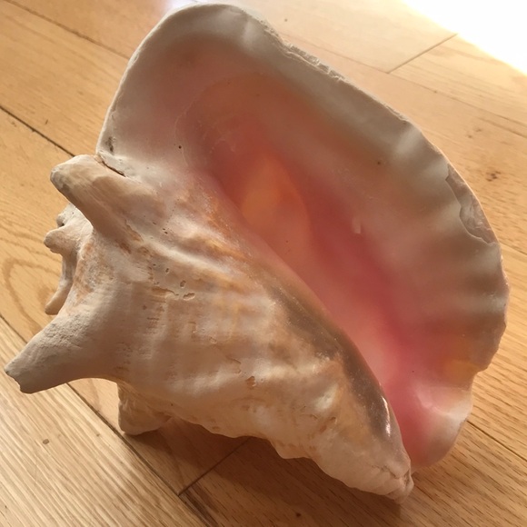 Natural Pink Conch Shell - Picture 8 of 8